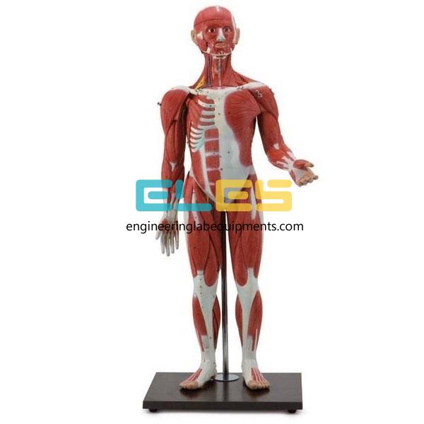 Educational School Lab Equipment and Instruments Manufacturers Rwanda